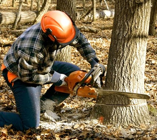 Tree Removal in Lapwai, ID